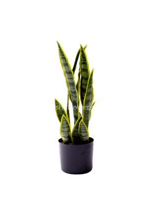 Сансеверия 57см 15л. Арт.HPL-50cm-12L